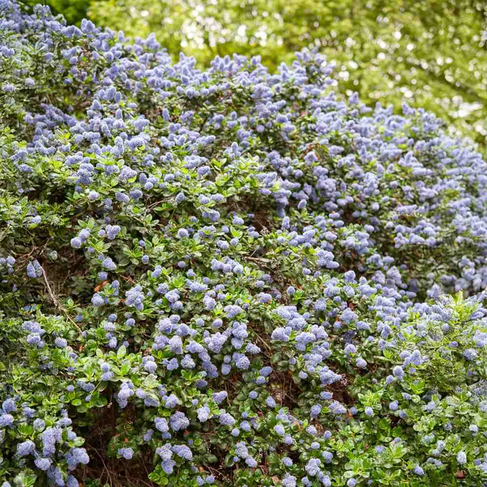 Liliac albastru californian Yankee Point (Ceanothus Impressus), arbust decorativ cu flori albastre pentru gradina, gard viu sau planta solitara