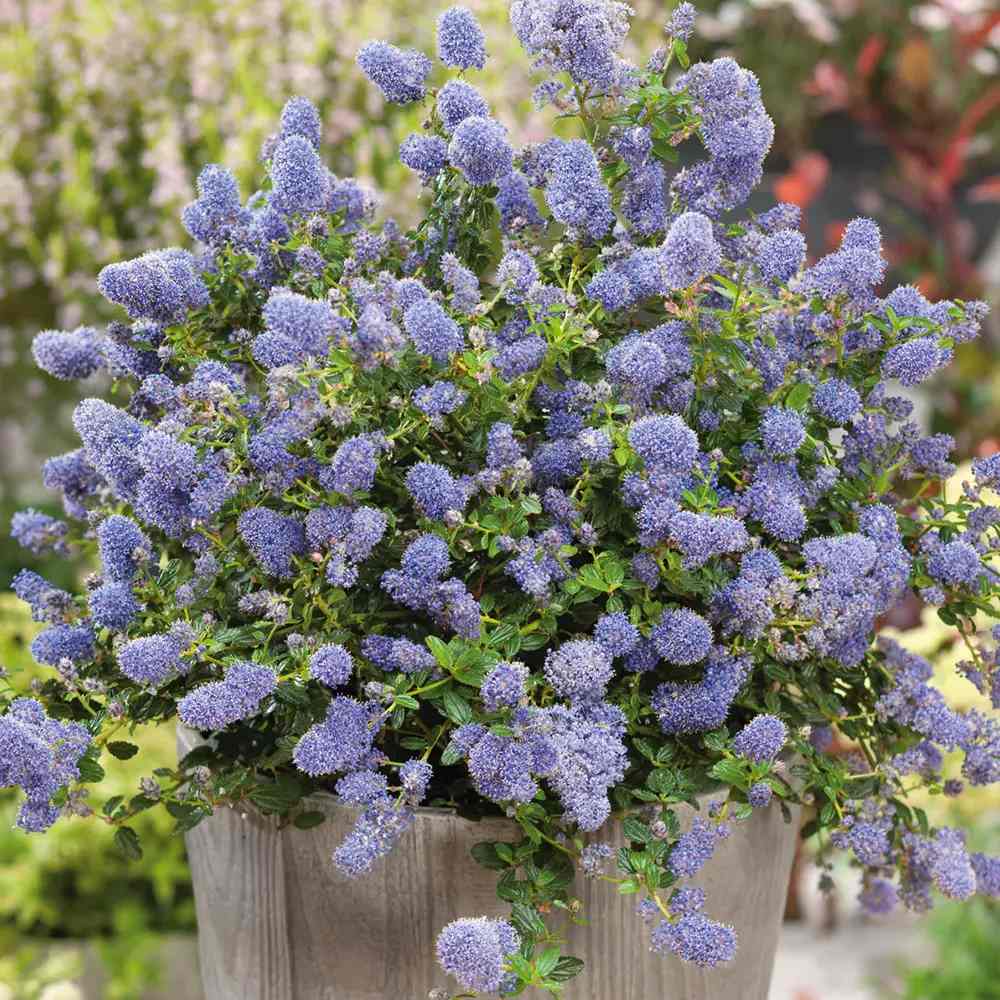 Liliac albastru californian Yankee Point (Ceanothus Impressus), arbust decorativ cu flori albastre pentru gradina, gard viu sau planta solitara