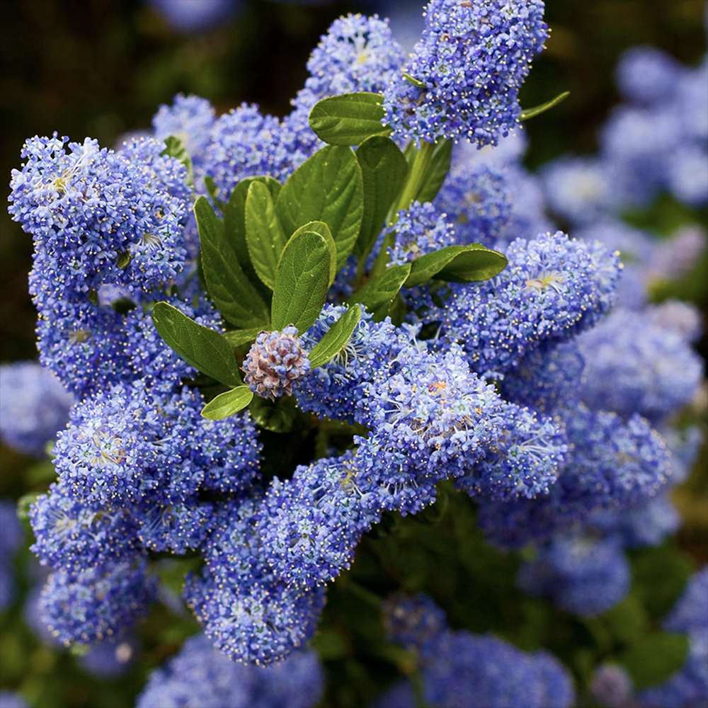 Liliac albastru californian Yankee Point (Ceanothus Impressus), arbust decorativ cu flori albastre pentru gradina, gard viu sau planta solitara