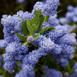 Liliac albastru californian Yankee Point (Ceanothus Impressus), arbust decorativ cu flori albastre pentru gradina, gard viu sau planta solitara