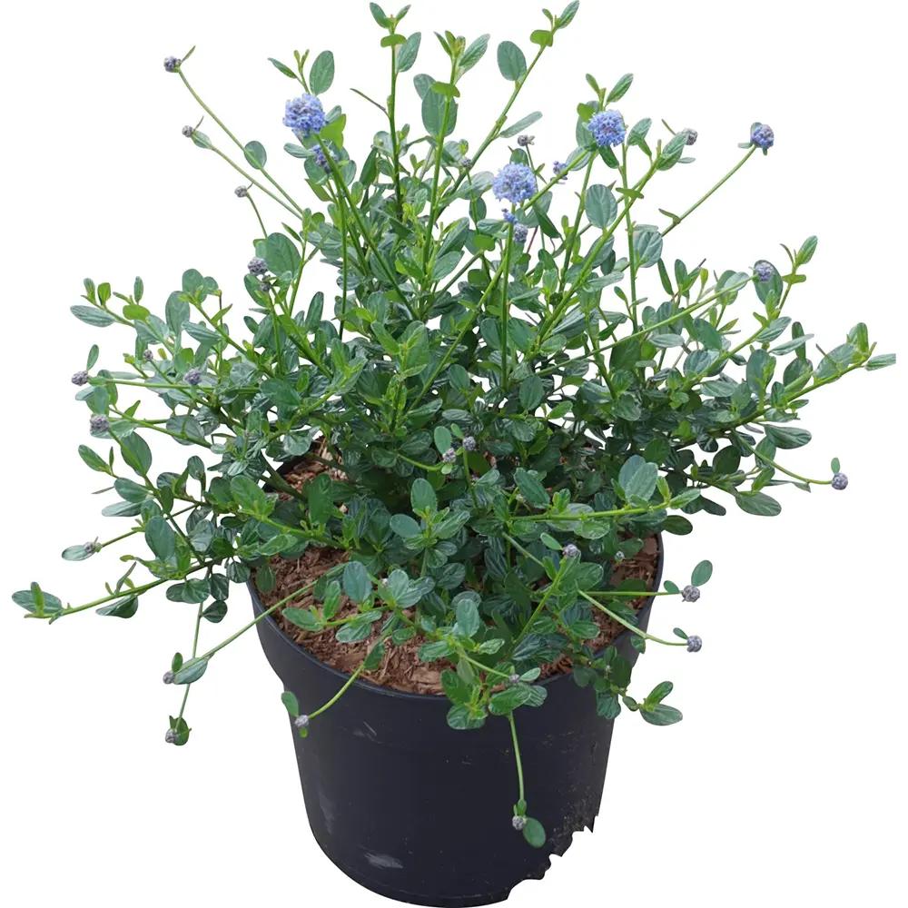 Liliac albastru californian Yankee Point (Ceanothus Impressus), arbust decorativ cu flori albastre pentru gradina, gard viu sau planta solitara