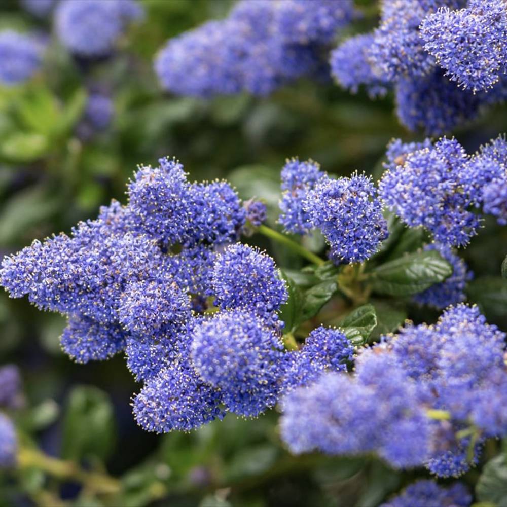 Liliac albastru californian Yankee Point (Ceanothus Impressus), arbust decorativ cu flori albastre pentru gradina, gard viu sau planta solitara