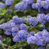 Liliac albastru californian Yankee Point (Ceanothus Impressus), arbust decorativ cu flori albastre pentru gradina, gard viu sau planta solitara