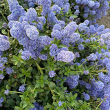 Liliac albastru californian Yankee Point (Ceanothus Impressus), arbust decorativ cu flori albastre pentru gradina, gard viu sau planta solitara