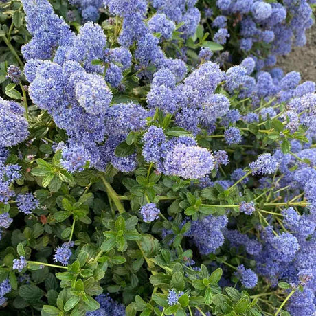 Liliac albastru californian Yankee Point (Ceanothus Impressus), arbust decorativ cu flori albastre pentru gradina, gard viu sau planta solitara