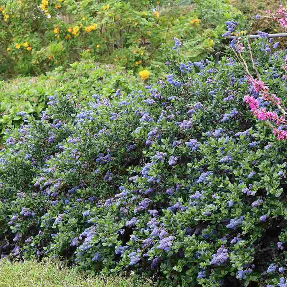 Liliac albastru californian Yankee Point (Ceanothus Impressus), arbust decorativ cu flori albastre pentru gradina, gard viu sau planta solitara