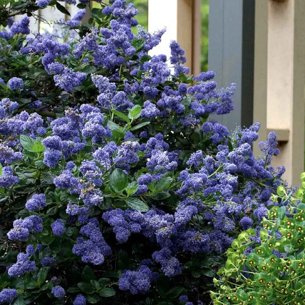 Liliac albastru californian Yankee Point (Ceanothus Impressus), arbust decorativ cu flori albastre pentru gradina, gard viu sau planta solitara