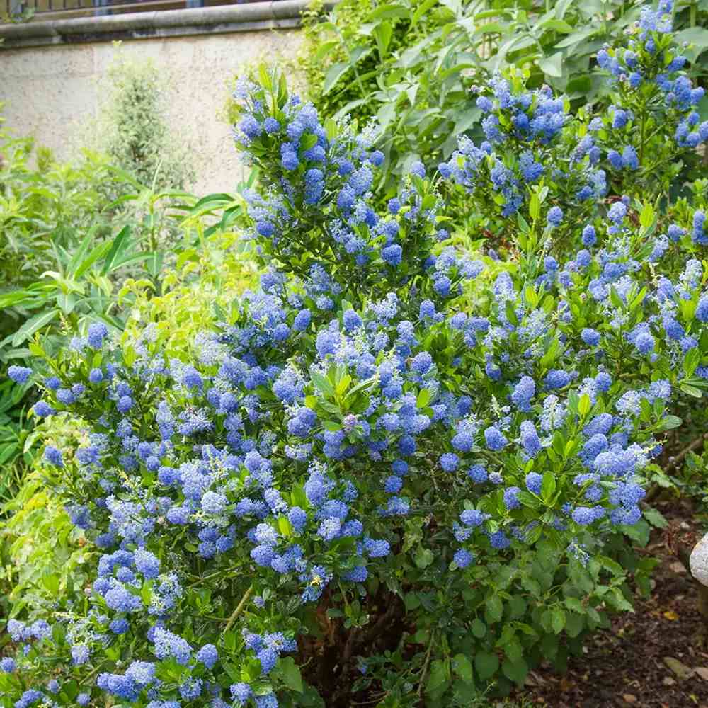 Liliac albastru californian Yankee Point (Ceanothus Impressus), arbust decorativ cu flori albastre pentru gradina, gard viu sau planta solitara