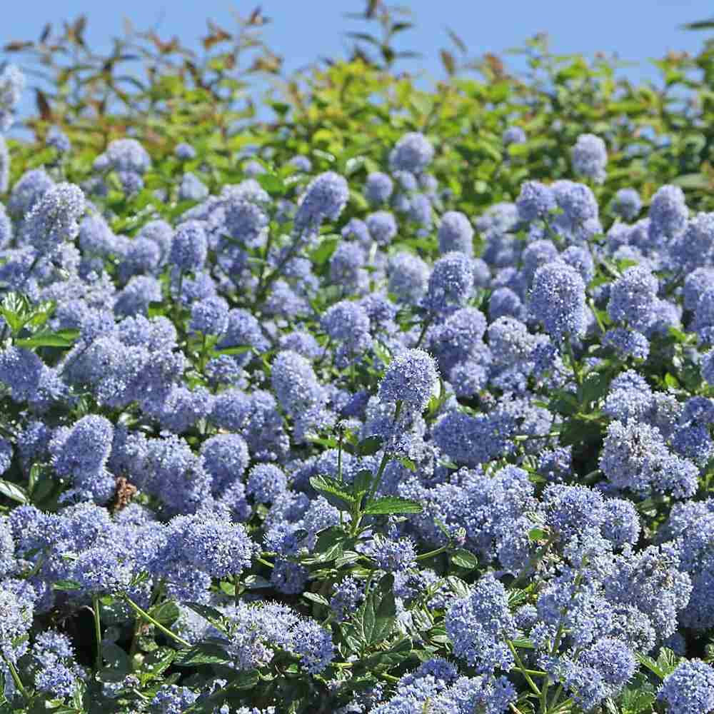 Liliac albastru californian Yankee Point (Ceanothus Impressus), arbust decorativ cu flori albastre pentru gradina, gard viu sau planta solitara
