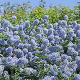 Liliac albastru californian Yankee Point (Ceanothus Impressus), arbust decorativ cu flori albastre pentru gradina, gard viu sau planta solitara
