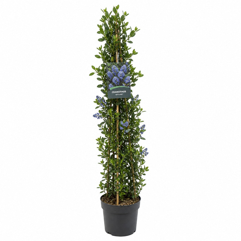 Калифорнийски люляк Ceanothus 'Skylark' – вечнозелен храст с ароматни сини цветове