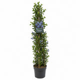 Калифорнийски люляк Ceanothus 'Skylark' – вечнозелен храст с ароматни сини цветове