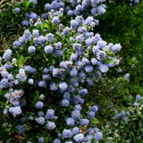 Калифорнийски люляк Ceanothus 'Skylark' – вечнозелен храст с ароматни сини цветове