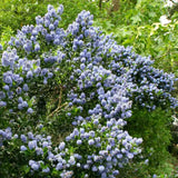 Калифорнийски люляк Ceanothus 'Skylark' – вечнозелен храст с ароматни сини цветове