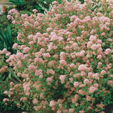 Liliac californian Marie Simon (Ceanothus), arbust decorativ vesnic verde cu flori roz parfumate, planta solitara sau gard viu