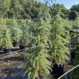 Хималайски кедър (Cedrus Deodara), със зелено-сребриста окраска и декоративни шишарки