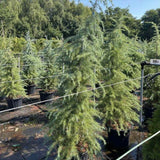 Кедър от Хималаите (Cedrus deodara) – вечнозелен иглолистен с меки синьо-зелени игли и бърз растеж