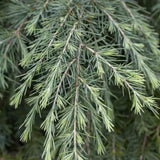Кедър от Хималаите (Cedrus deodara) – вечнозелен иглолистен с меки синьо-зелени игли и бърз растеж
