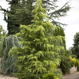 Хималайски кедър (Cedrus Deodara)