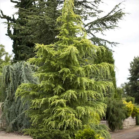 Хималайски кедър (Cedrus Deodara)