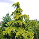 Cedru auriu Golden Horizon (Cedrus Deodara), conifer ornamental cu ace aurii fine arcuite, vesnic verde, crestere rapida