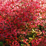 Захарно дърво Katsura (Cercidiphyllum japonicum), есенна окраска, сладък аромат на карамел