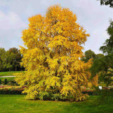 Arborele de zahar Katsura (Cercidiphyllum Japonicum), colorit de toamna, parfum dulceag de caramel