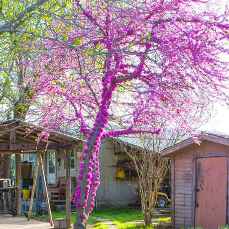 Дърво на Юда (Cercis Canadensis), с розово-лилави цветове