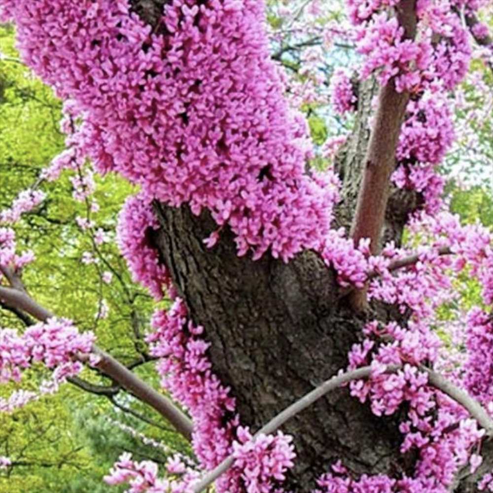 Дърво на Юда (Cercis Canadensis), с розово-лилави цветове