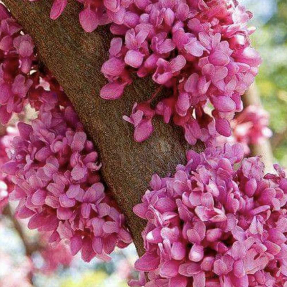 Дърво на Юда (Cercis Canadensis), с розово-лилави цветове