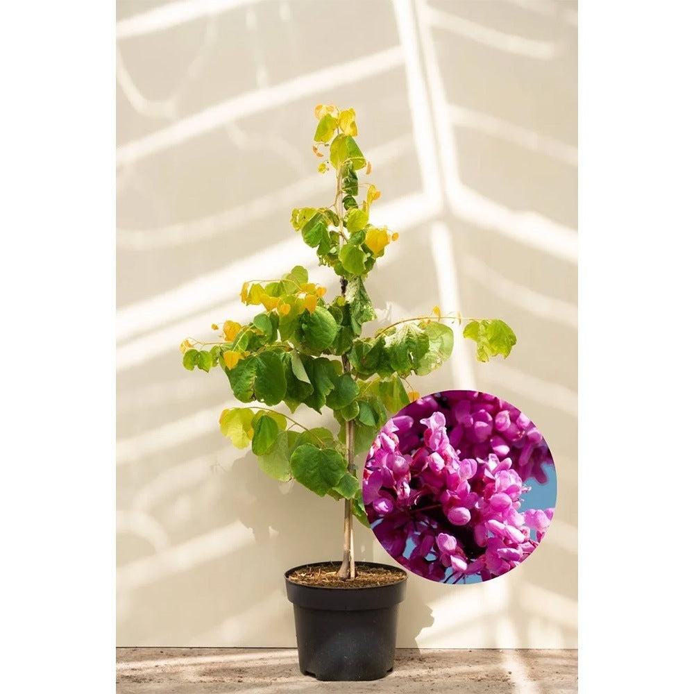 Дърво на Юда (Cercis Canadensis), с розово-лилави цветове