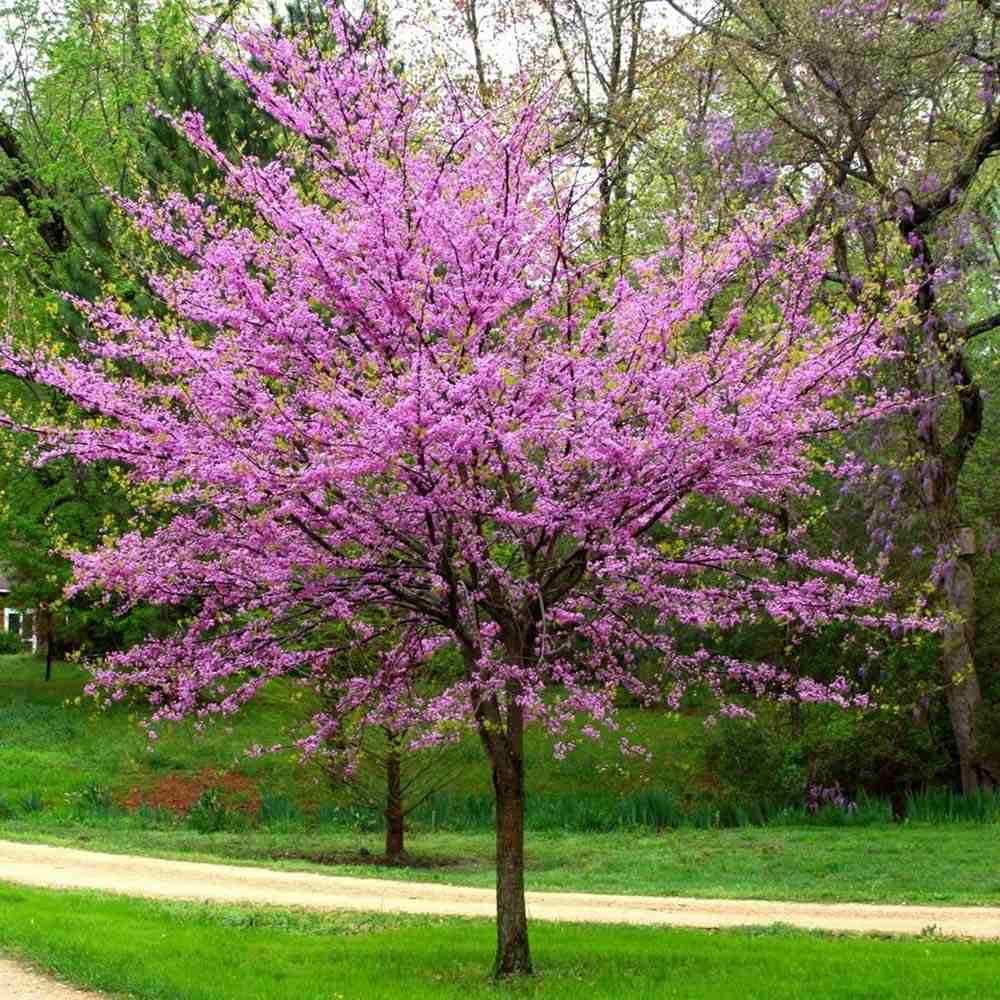 Arborele Lui Iuda (Cercis Canadensis), cu flori roz-lila