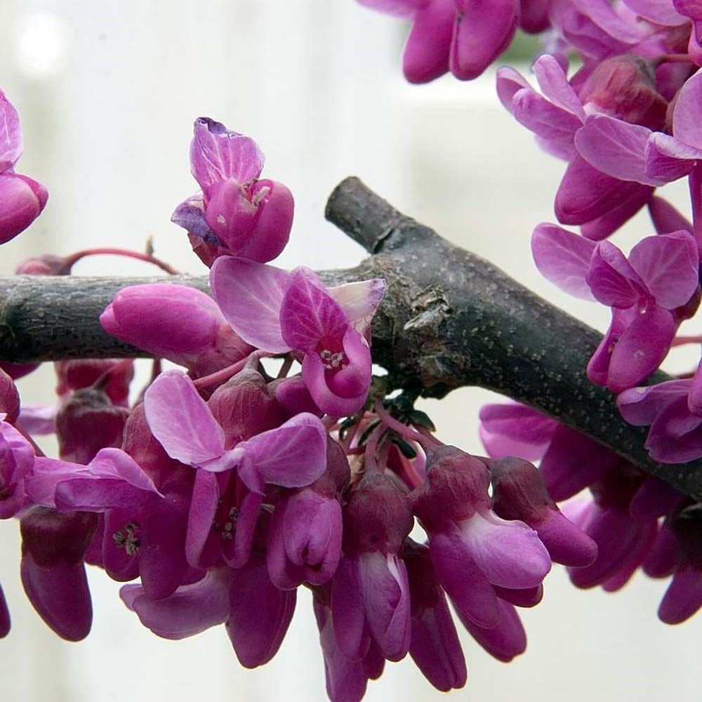 Arborele Lui Iuda (Cercis Canadensis), cu flori roz-lila