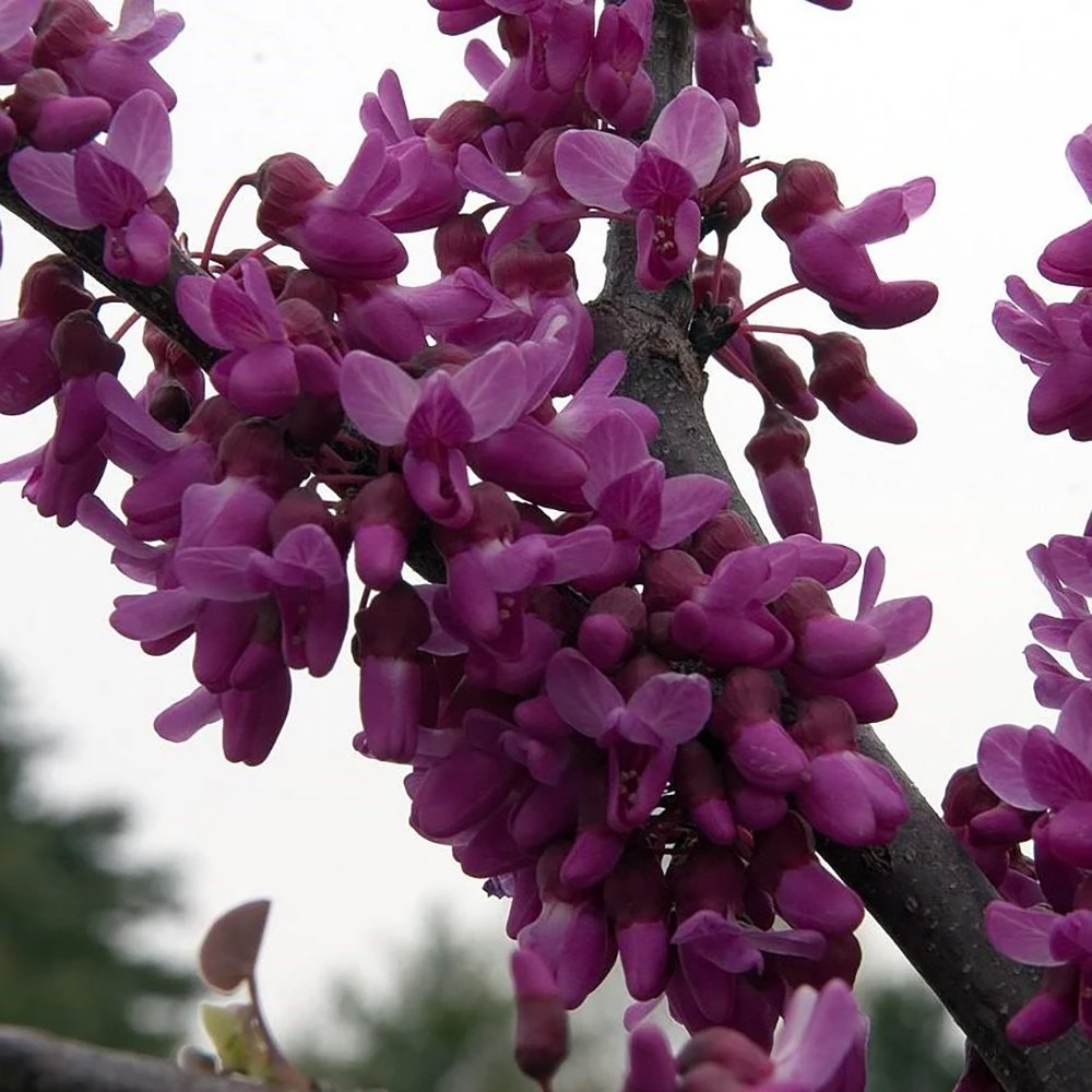 Arborele Lui Iuda (Cercis Canadensis), cu flori roz-lila