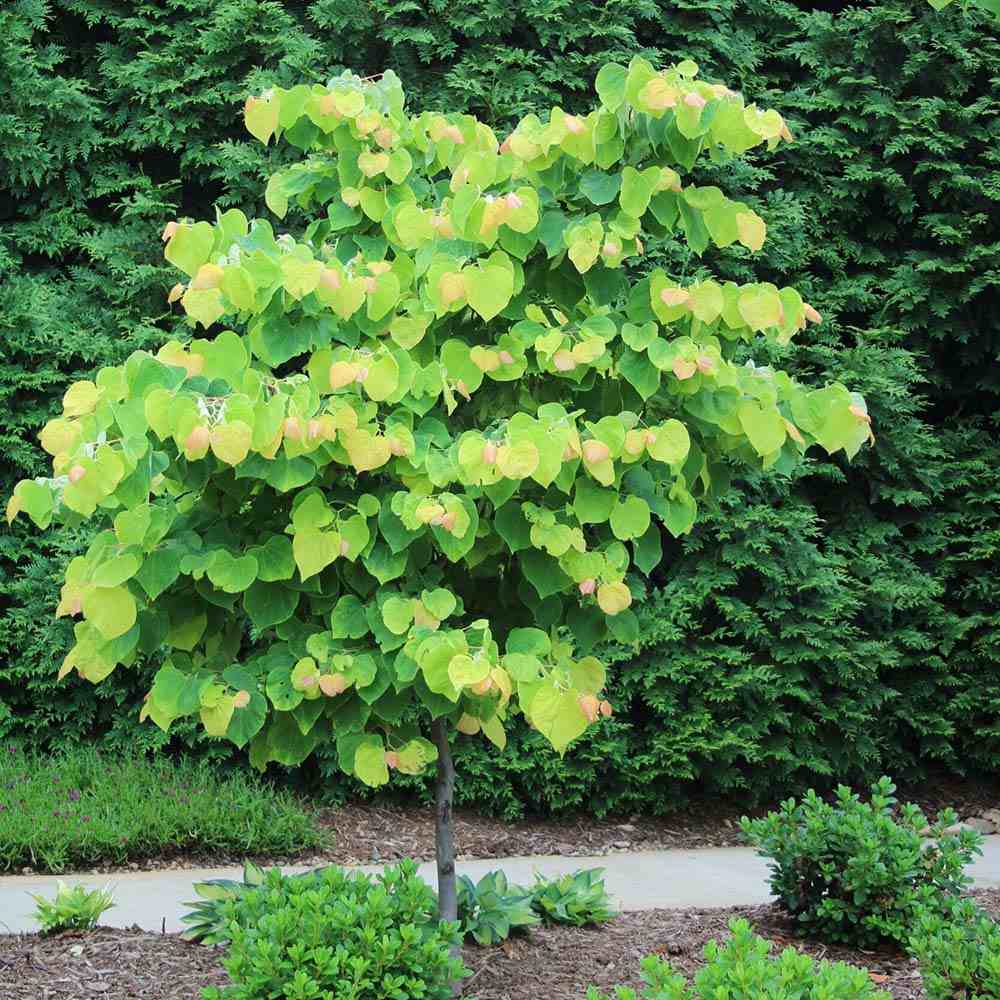 Дърво на Юда (Cercis Canadensis), с розово-лилави цветове