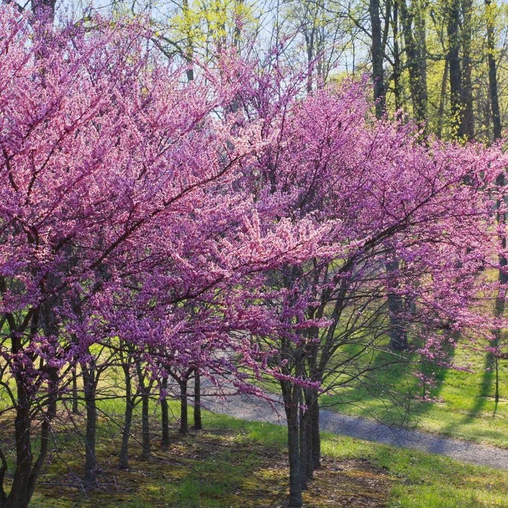 Arborele Lui Iuda Rosu (Cercis Canadensis Forest Pansy)