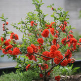 Gutui Japonez, Merisor (Chaenomeles) Orange Storm, cu flori duble portocalii