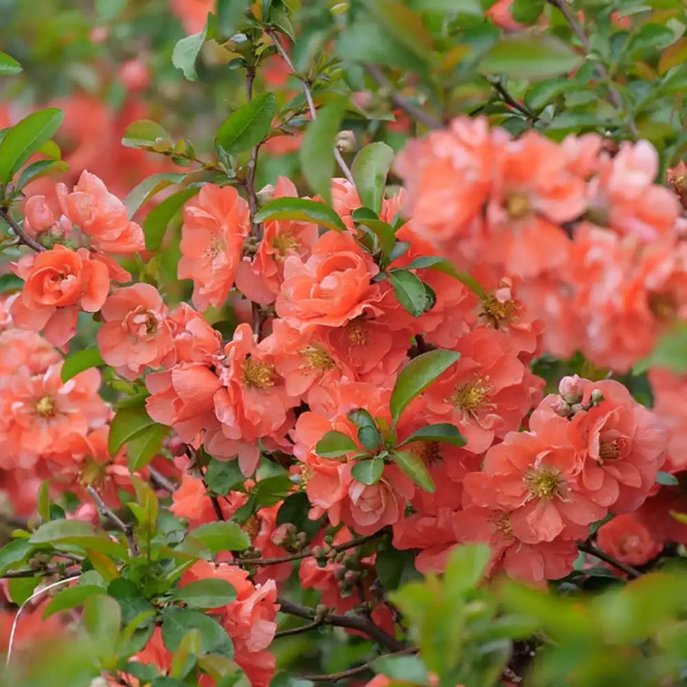 Gutui Japonez, Merisor (Chaenomeles) Orange Storm, cu flori duble portocalii