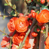 Gutui Japonez, Merisor (Chaenomeles) Orange Storm, cu flori duble portocalii