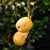 Gutui Japonez, Merisor (Chaenomeles) Texas Scarlet, cu flori duble rosii