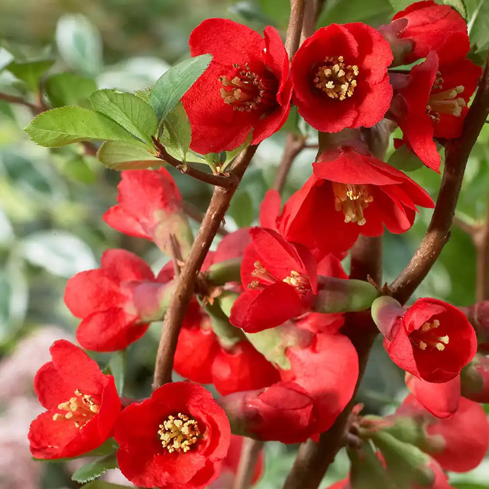 Gutui Japonez, Merisor (Chaenomeles) Texas Scarlet, cu flori duble rosii