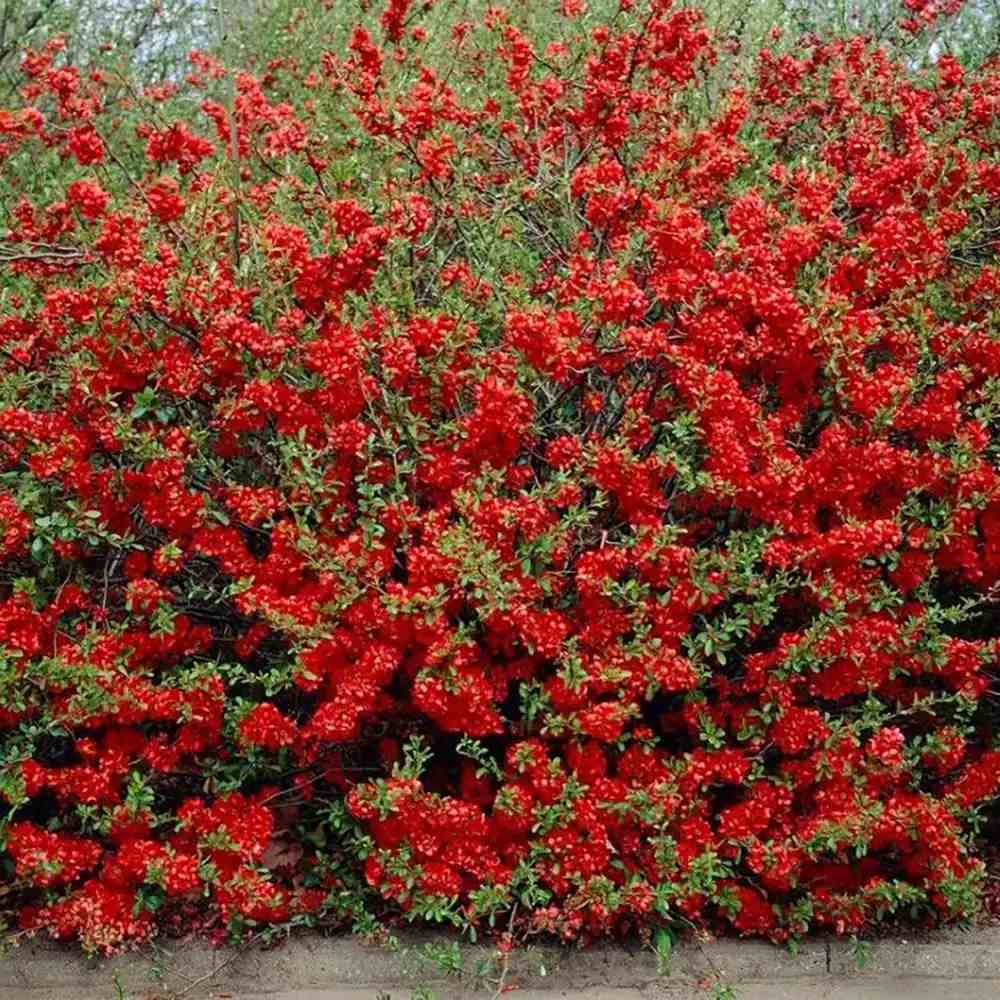 Gutui Japonez, Merisor (Chaenomeles) Texas Scarlet, cu flori duble rosii