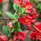 Gutui Japonez, Merisor (Chaenomeles) Texas Scarlet, cu flori duble rosii