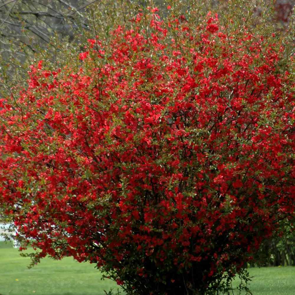 Gutui Japonez, Merisor (Chaenomeles) Texas Scarlet, cu flori duble rosii