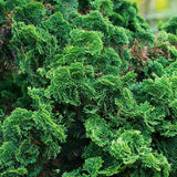 Chiparos Pitic Japonez Hinoki (Chamaecyparis Nana) Gracilis, conifer pitic verde-intens, vesnic verde, compact, gradini mici