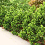 Chiparos Pitic Japonez Hinoki (Chamaecyparis Nana) Gracilis, conifer pitic verde-intens, vesnic verde, compact, gradini mici