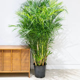 Palmier de Bambus (Chamaedorea seifrizii), 180 cm, planta de interior, purifica aer, intretinere redusa