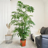 Бамбукова палма (Chamaedorea seifrizii), 110 см, стайно растение, пречиства въздуха, лесна поддръжка