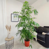Palmier de Bambus (Chamaedorea seifrizii), 180 cm, planta de interior, purifica aer, intretinere redusa