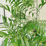 Бамбукова палма (Chamaedorea seifrizii), 110 см, стайно растение, пречиства въздуха, лесна поддръжка